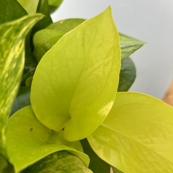 ポトス3種ミックス植え5号鉢植え