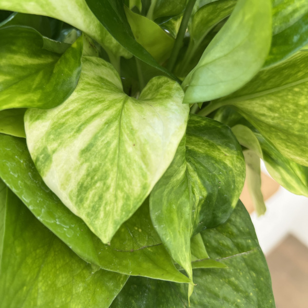 ポトス3種ミックス植え5号鉢植え