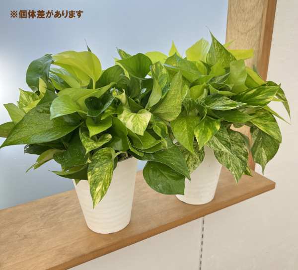 ポトス3種ミックス植え5号鉢植え