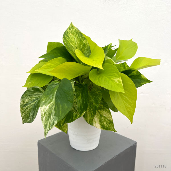 園芸ネット本店｜ポトス3種ミックス植え5号鉢植え の通販【公式】