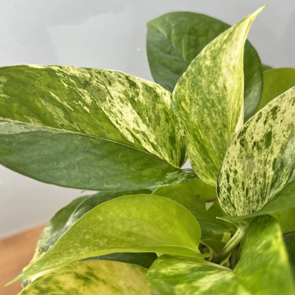 ポトス3種ミックス植え3.5号鉢植え