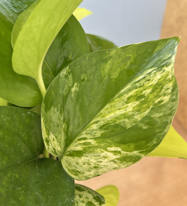 ポトス3種ミックス植え3.5号鉢植え