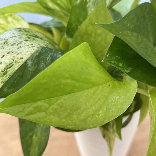 ポトス3種ミックス植え3.5号鉢植え