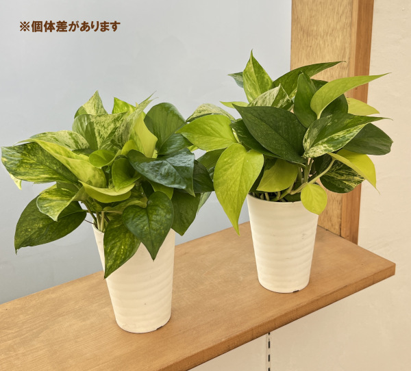 ポトス3種ミックス植え3.5号鉢植え