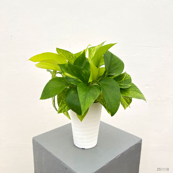 ポトス3種ミックス植え3.5号鉢植え