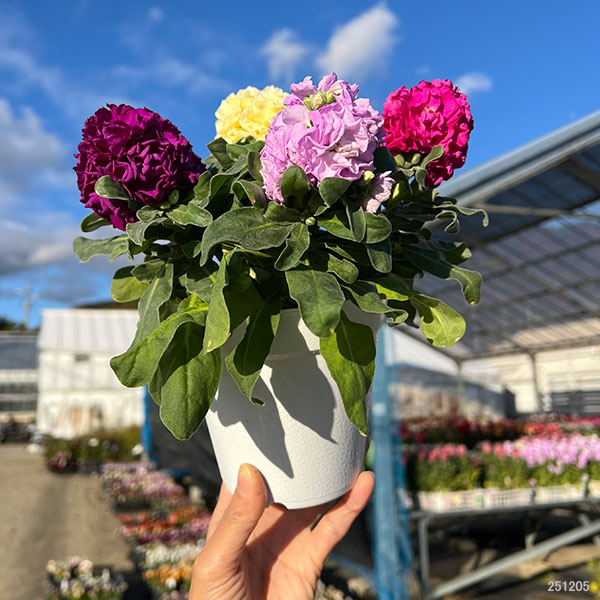 ストック4色ミックス植え4.5号鉢植え