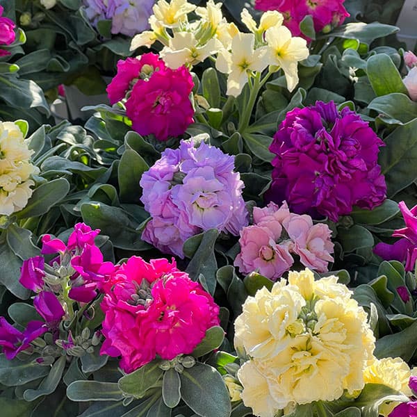 ストック4色ミックス植え4.5号鉢植え