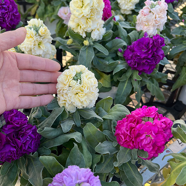 ストック4色ミックス植え4.5号鉢植え