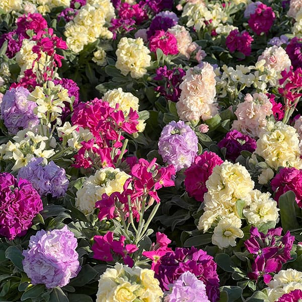 ストック4色ミックス植え4.5号鉢植え