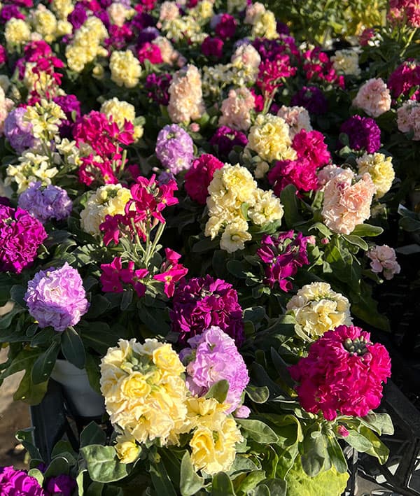 ストック4色ミックス植え4.5号鉢植え