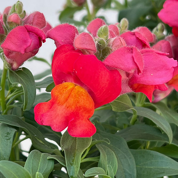 キンギョソウ（金魚草）：ポップアップ4色ミックス植え4.5号鉢植え