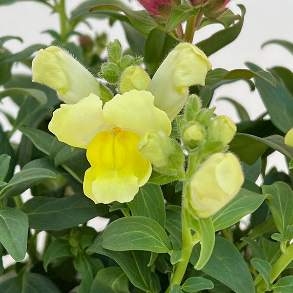 キンギョソウ（金魚草）：ポップアップ4色ミックス植え4.5号鉢植え