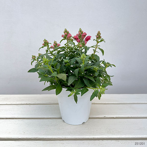 キンギョソウ（金魚草）：ポップアップ4色ミックス植え4.5号鉢植え