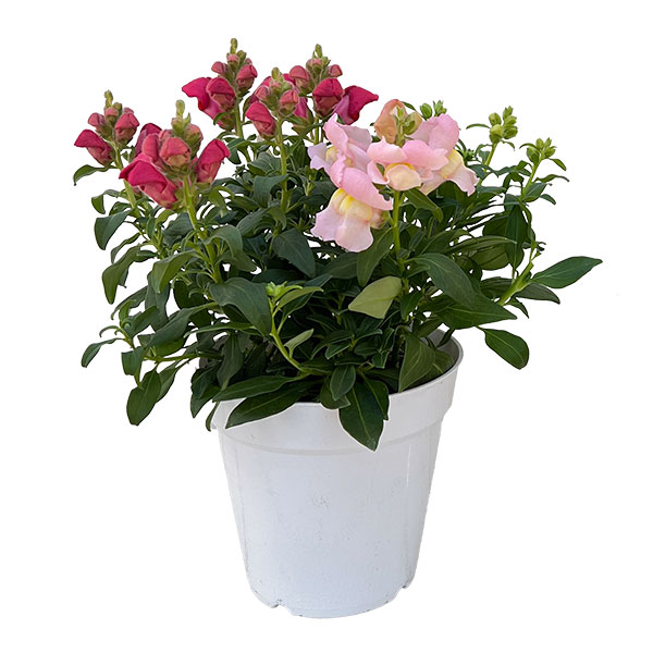 キンギョソウ（金魚草）：ポップアップ4色ミックス植え4.5号鉢植え