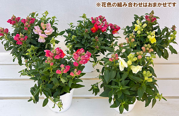 キンギョソウ（金魚草）：ポップアップ4色ミックス植え4.5号鉢植え