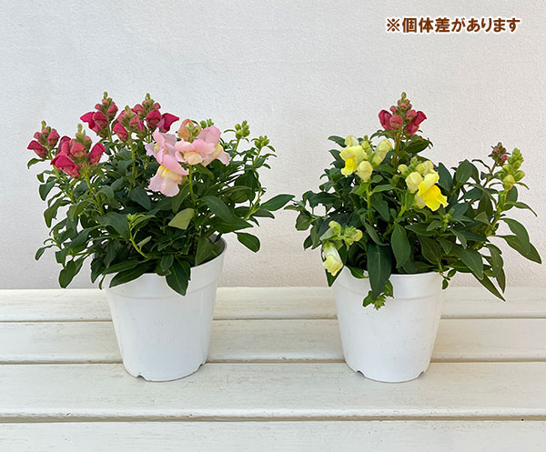 キンギョソウ（金魚草）：ポップアップ4色ミックス植え4.5号鉢植え