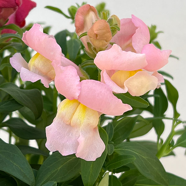 キンギョソウ（金魚草）：ポップアップ4色ミックス植え4.5号鉢植え