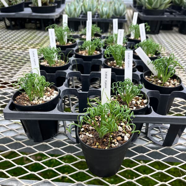 アルブカ：スピラリス　3号鉢植え