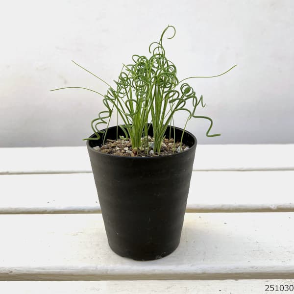 アルブカ:スピラリス 3号鉢植え