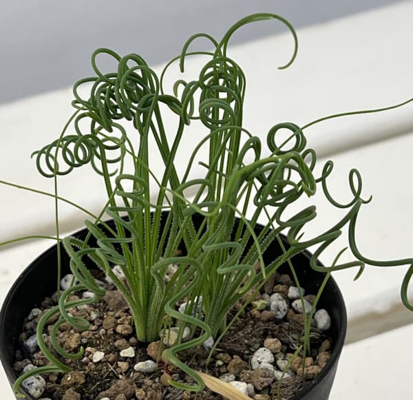 アルブカ:スピラリス 3号鉢植え