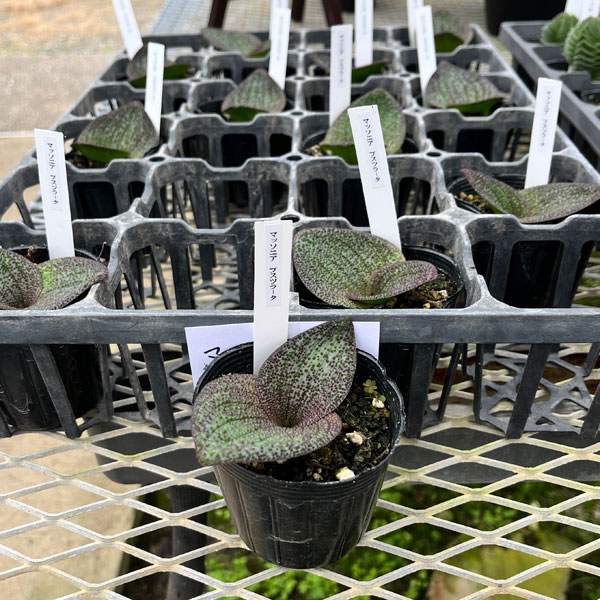 マッソニア・プスツラータ　2.5号鉢植え