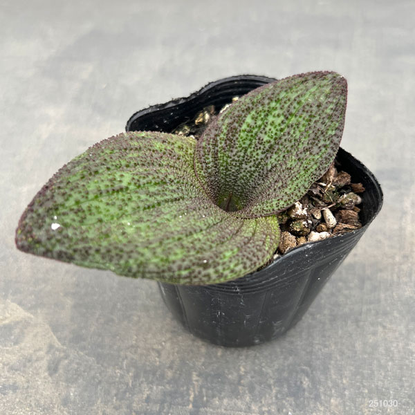 マッソニア・プスツラータ　2.5号鉢植え