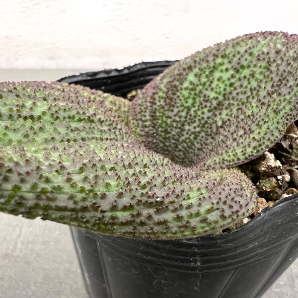 マッソニア・プスツラータ　2.5号鉢植え