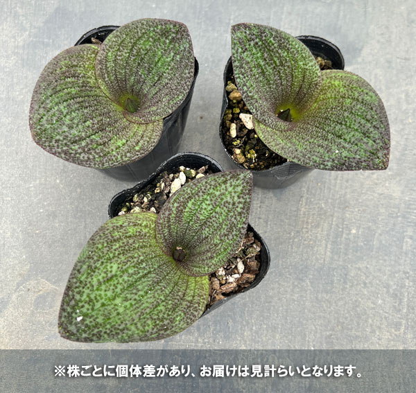 マッソニア・プスツラータ　2.5号鉢植え