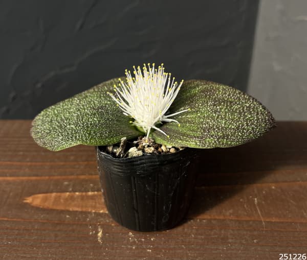 マッソニア・プスツラータ　2.5号鉢植え