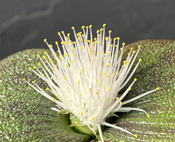 マッソニア・プスツラータ　2.5号鉢植え