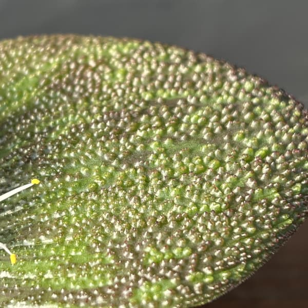 マッソニア・プスツラータ　2.5号鉢植え