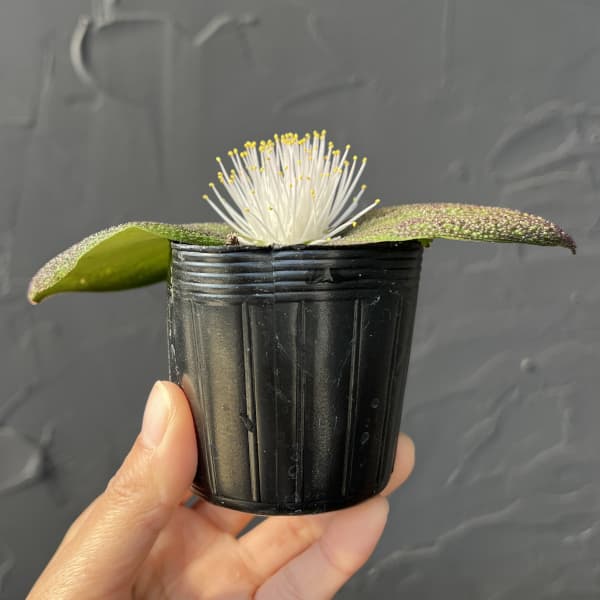 マッソニア・プスツラータ　2.5号鉢植え