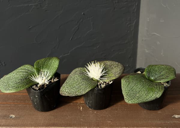 マッソニア・プスツラータ　2.5号鉢植え