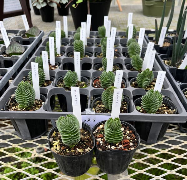 クラッスラ：キムナッキー　2.5号ポット