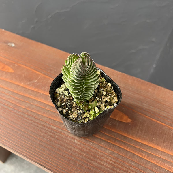 クラッスラ：キムナッキー　2.5号ポット