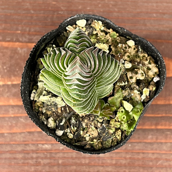 クラッスラ：キムナッキー　2.5号ポット