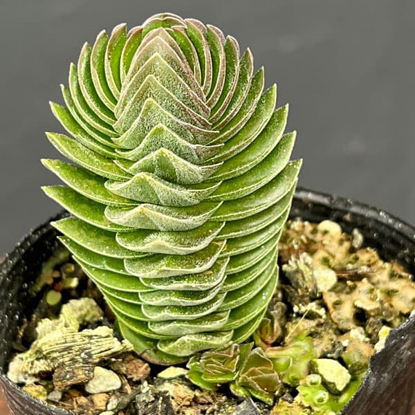 クラッスラ：キムナッキー　2.5号ポット