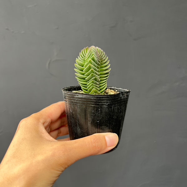 クラッスラ：キムナッキー　2.5号ポット