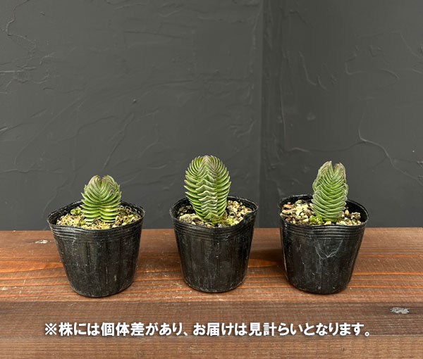 クラッスラ：キムナッキー　2.5号ポット