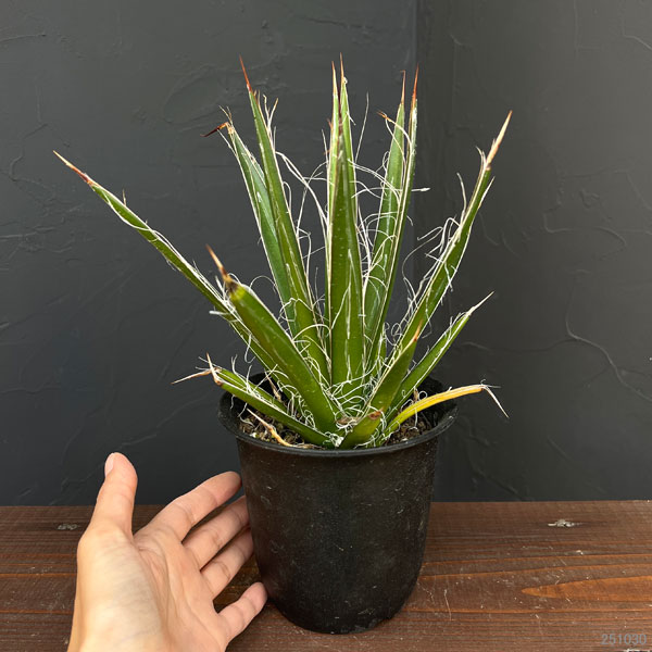 アガベ:フィリフェラ4号鉢植え(乱れ雪)