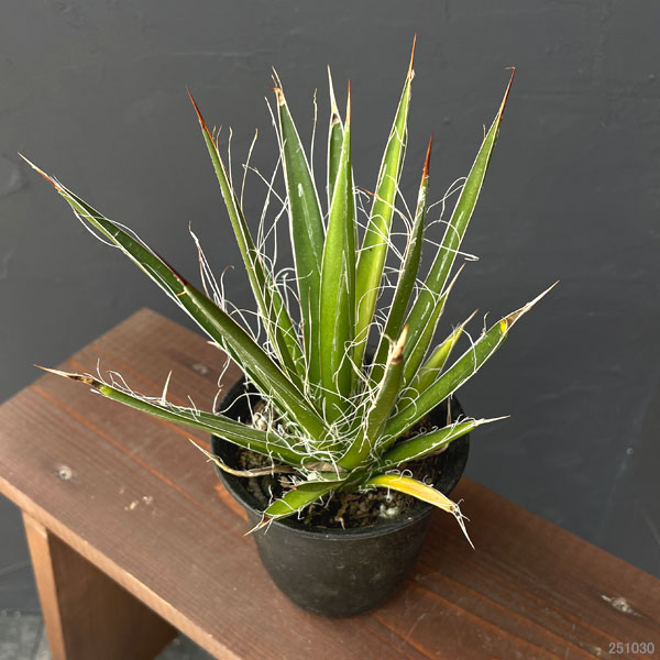 アガベ:フィリフェラ4号鉢植え(乱れ雪)