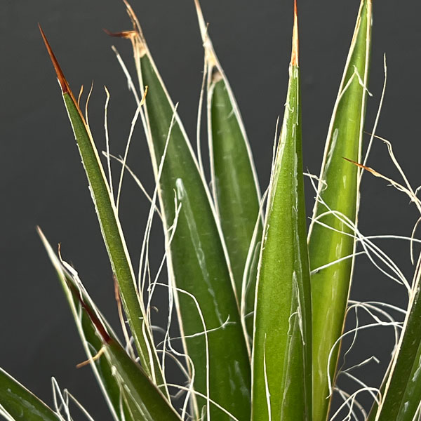 アガベ:フィリフェラ4号鉢植え(乱れ雪)