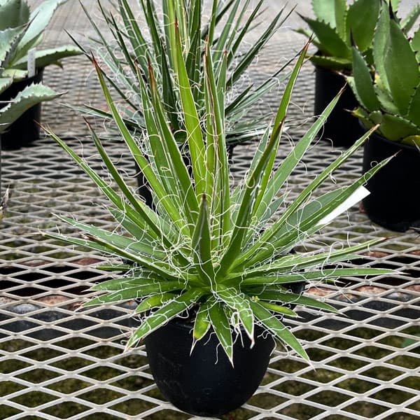 アガベ：マルチフィリフェラ4号鉢植え