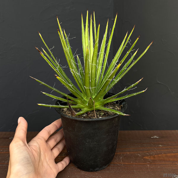 アガベ:マルチフィリフェラ4号鉢植え