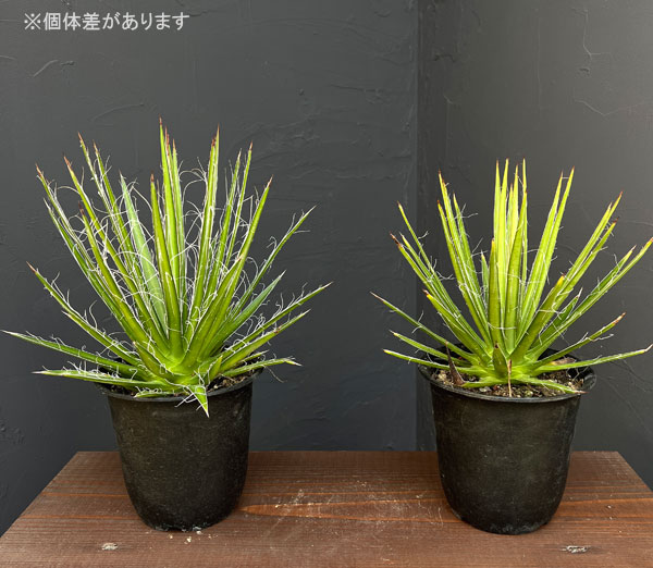 アガベ:マルチフィリフェラ4号鉢植え