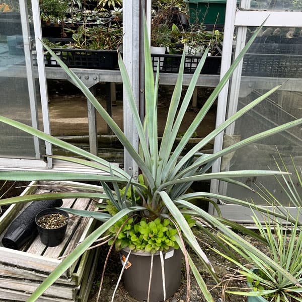 アガベ：テキラーナ4号鉢植え