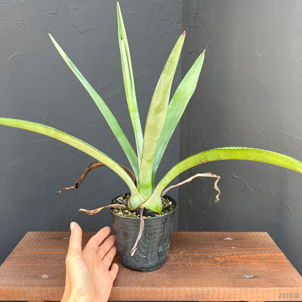 アガベ：テキラーナ4号鉢植え