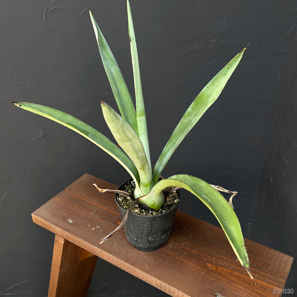 アガベ：テキラーナ4号鉢植え