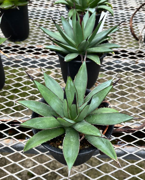 アガベ：マクロアカンサ×ポタトラム　4号鉢植え