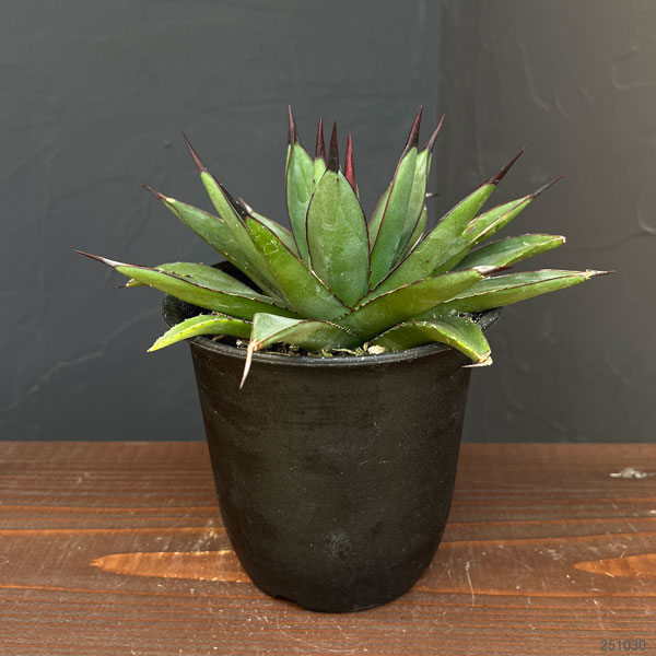 アガベ：マクロアカンサ×ポタトラム　4号鉢植え